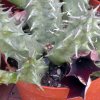 Vai alla scheda di Huernia keniensis