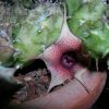 Vai alla scheda di Huernia laevis