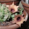 Vai alla scheda di Huernia longituba