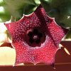 Vai alla scheda di Huernia macrocarpa