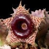 Vai alla scheda di Huernia zebrina