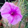 Vai alla scheda di Ipomoea bolusii