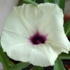 Vai alla scheda di Ipomoea lapathifolia