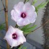 Vai alla scheda di Ipomoea platensis