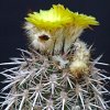 Vai alla scheda di Islaya copiapoides