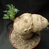 Vai alla scheda di Jatropha berlandieri