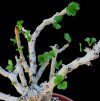 Vai alla scheda di Jatropha pelargoniifolia