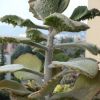 Vai alla scheda di Kalanchoe beharensis cv. fang