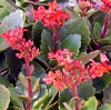 Vai alla scheda di Kalanchoe blossfeldiana