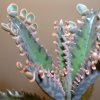 Vai alla scheda di Kalanchoe daigremontiana