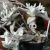 Vai alla scheda di Kalanchoe eriophylla