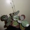 Vai alla scheda di Kalanchoe humilis