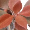 Vai alla scheda di Kalanchoe orgyalis