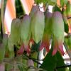 Vai alla scheda di Kalanchoe pinnata