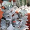 Vai alla scheda di Kalanchoe rhombopilosa