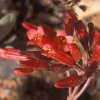 Vai alla scheda di Kalanchoe rotundifolia