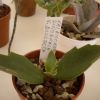 Vai alla scheda di Kalanchoe synsepala f. dissecta