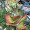 Vai alla scheda di Kalanchoe thyrsiflora cv. red lips