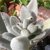 Vai alla scheda di Kalanchoe tomentosa