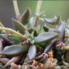 Vai alla scheda di Lenophyllum texanum