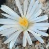 Vai alla scheda di Lithops amicorum