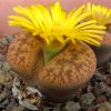 Vai alla scheda di Lithops aucampiae