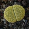 Vai alla scheda di Lithops aucampiae cv. betty's beryl