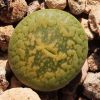 Vai alla scheda di Lithops aucampiae cv. jackson's jade
