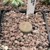 Vai alla scheda di Lithops aucampiae cv. rudesheim rubi