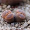 Vai alla scheda di Lithops aucampiae f. kuruman