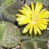 Vai alla scheda di Lithops aucampiae ssp. euniceae cv. bellaketty