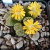 Vai alla scheda di Lithops bromfieldii f. sulphurea