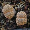 Vai alla scheda di Lithops bromfieldii v. glaudinae