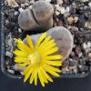 Vai alla scheda di Lithops dinteri