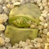 Vai alla scheda di Lithops dinteri cv. dintergreen