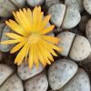 Vai alla scheda di Lithops dinteri ssp. frederici