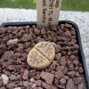 Vai alla scheda di Lithops dinteri ssp. multipunctata