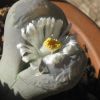 Vai alla scheda di Lithops diutina