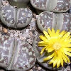 Vai alla scheda di Lithops dorotheae