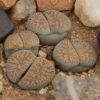 Vai alla scheda di Lithops euniceae ssp. fluminalis