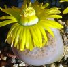 Vai alla scheda di Lithops fulviceps