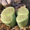 Vai alla scheda di Lithops fulviceps cv. aurea