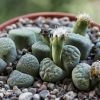 Vai alla scheda di Lithops fulviceps f. aurea