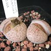 Vai alla scheda di Lithops fulviceps v. lactinea