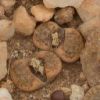 Vai alla scheda di Lithops fulviceps v. laevigata