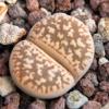 Vai alla scheda di Lithops gesinae v. annae