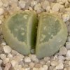 Vai alla scheda di Lithops geyeri