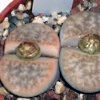 Vai alla scheda di Lithops gracilidelineata