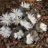 Vai alla scheda di Lithops hallii