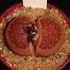 Vai alla scheda di Lithops hallii v. ochracea